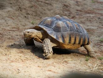 Can  Tortoises Eat Spinach