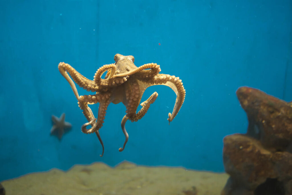 Can Octopuses Change Colors