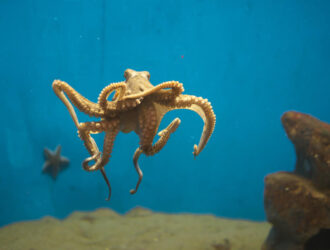 Can Octopuses Change Colors