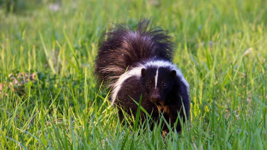 How To Get Rid Of Skunks Under The Deck