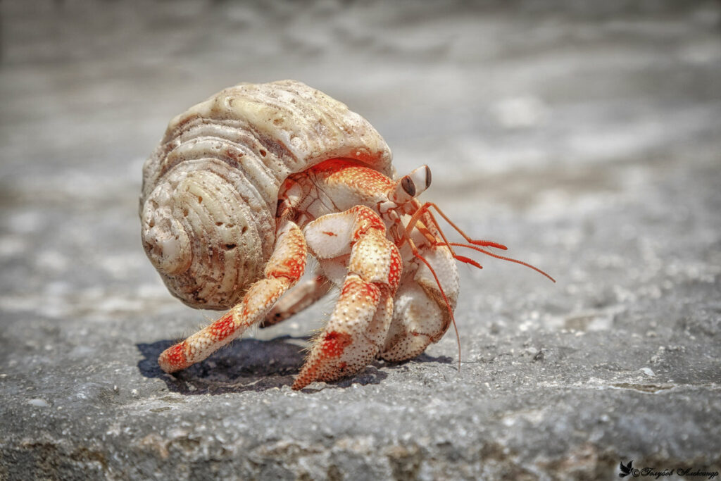 What Does Hermit Crabs Like To Eat