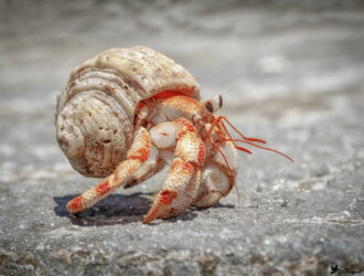 What Does Hermit Crabs Like To Eat