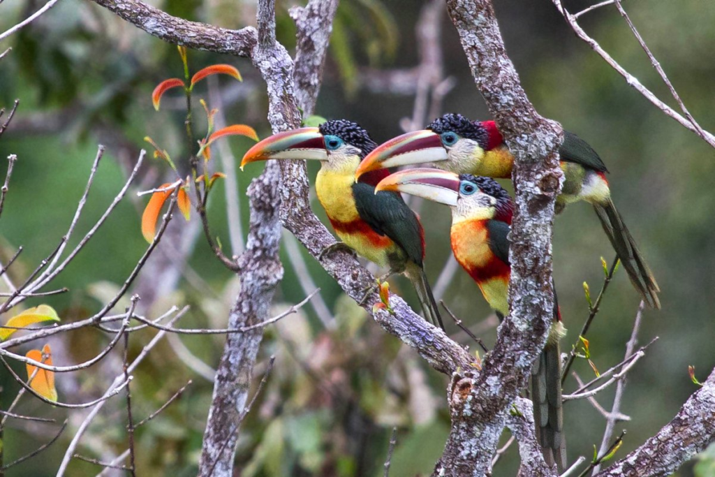 Toucans In Palm Springs