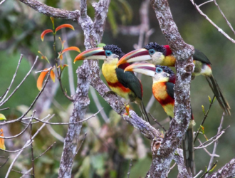 Toucans In Palm Springs