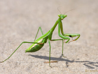 Praying Mantises