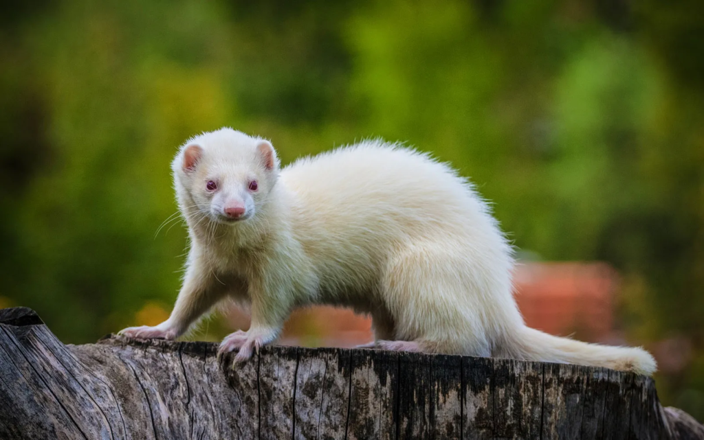 Adrenal Gland Disease Ferrets