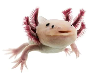 Axolotls