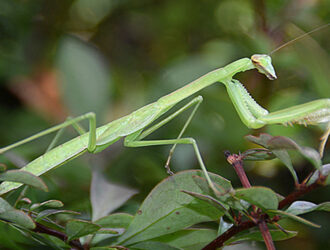 Are Praying Mantises Good For Your Garden