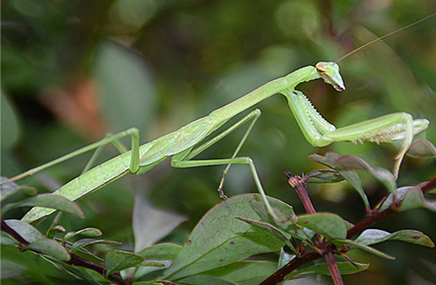 Are Praying Mantises Good For Your Garden