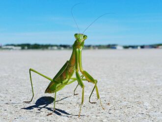 Are Praying Mantises Harmful