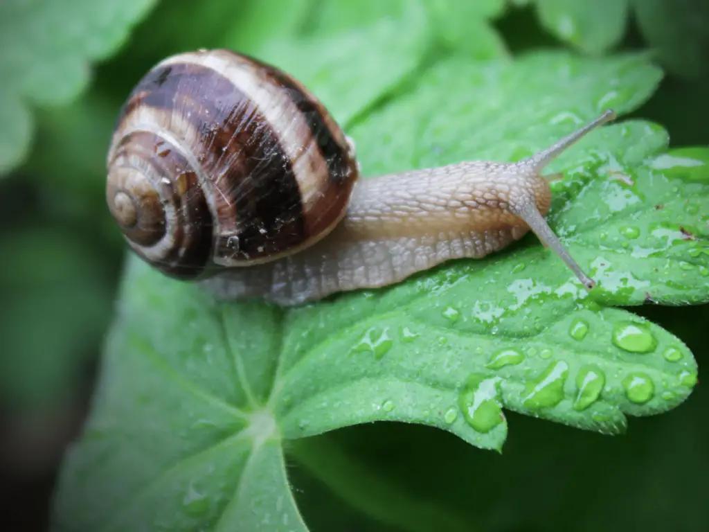 Are Snails Good For A Garden