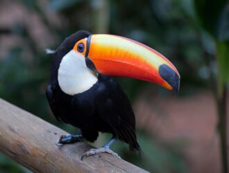 Are Toucans Good Pets