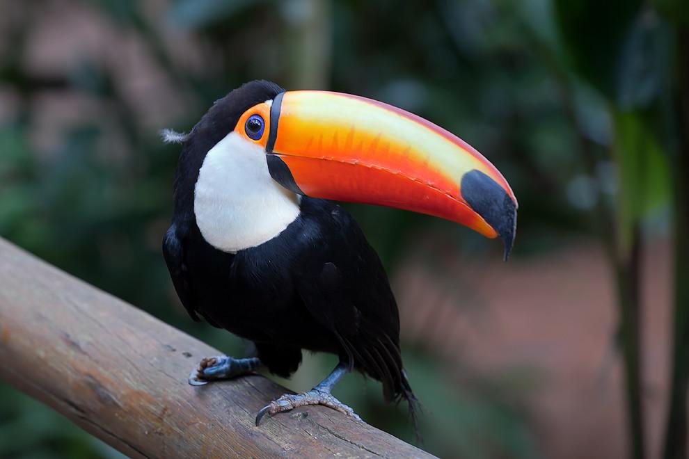 Are Toucans Good Pets