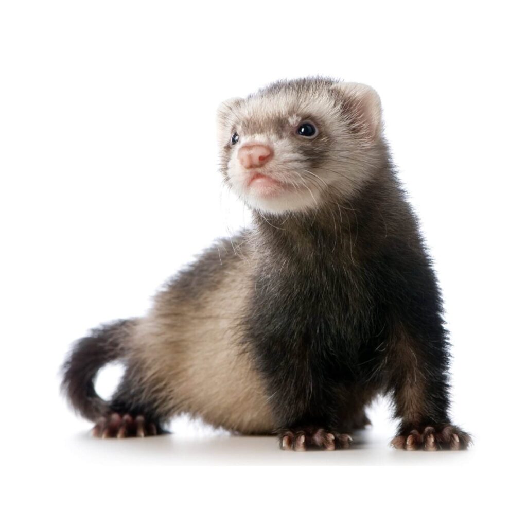 Average Lifespan Of Ferrets