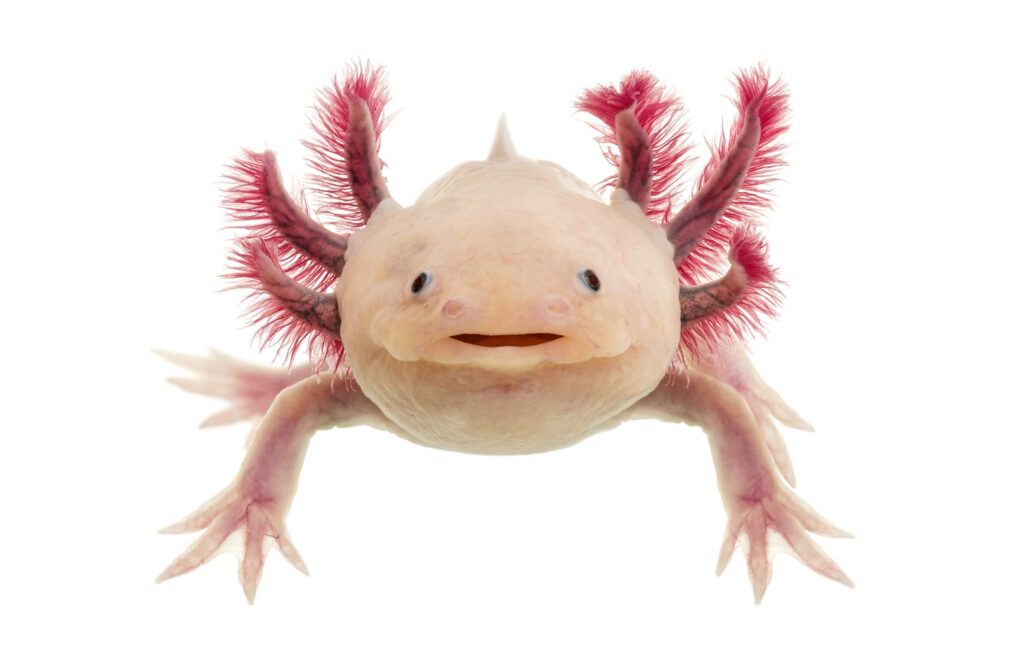 How Many Axolotls Are Left In The World