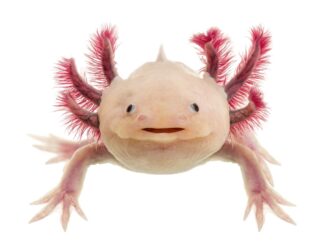 Axolotls