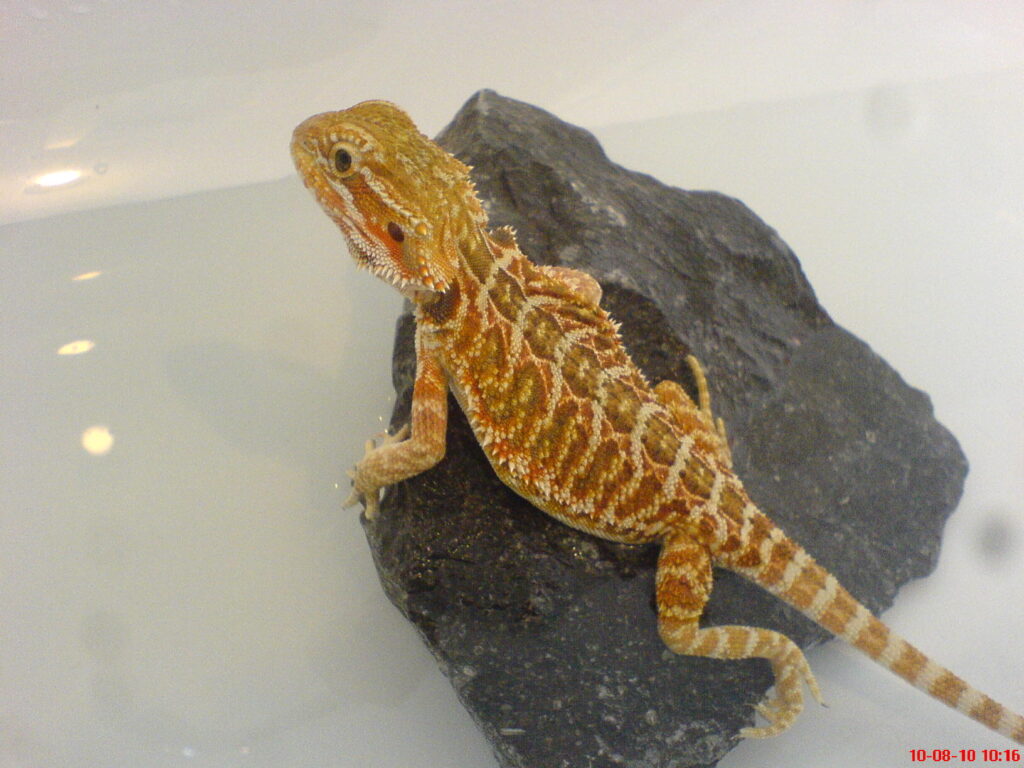 Bearded Dragon 5 Months Old