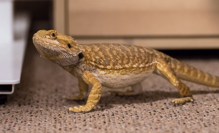 Bearded Dragon 5 Months Old
