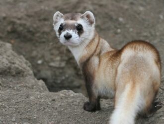 Black Footed Ferrets Fun Facts