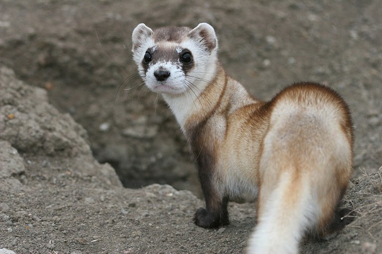 Black Footed Ferrets Fun Facts