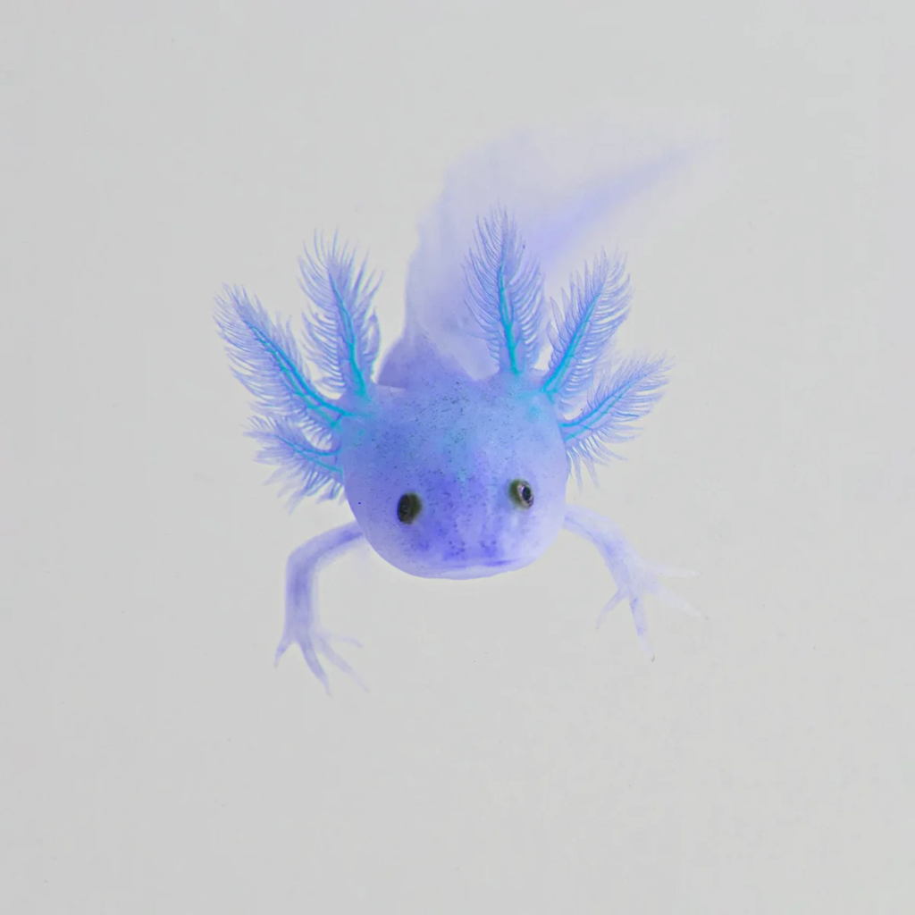 Blue Axolotls