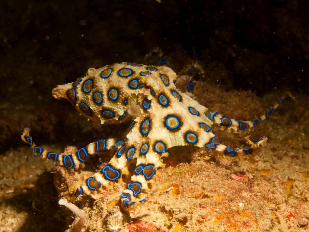 Where Do Blue-Ringed Octopuses Live