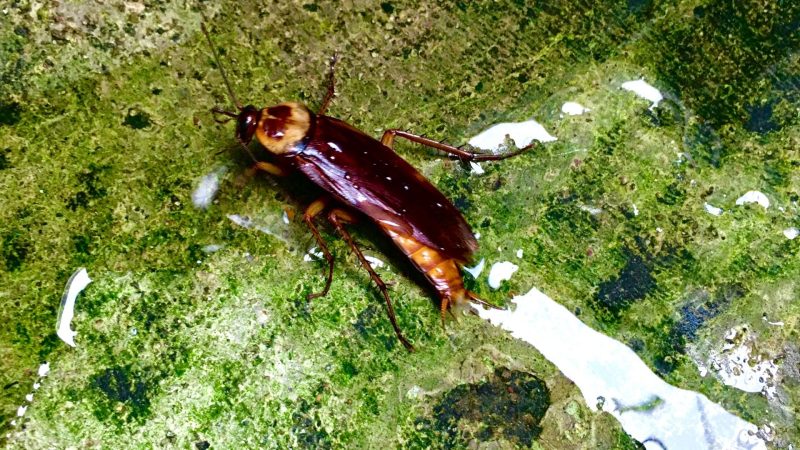 Can Cockroaches Swim In Water