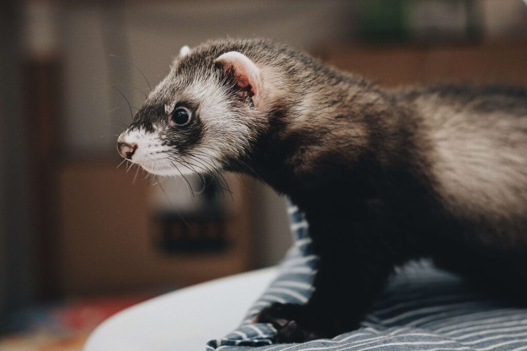 Can Ferrets See In The Dark