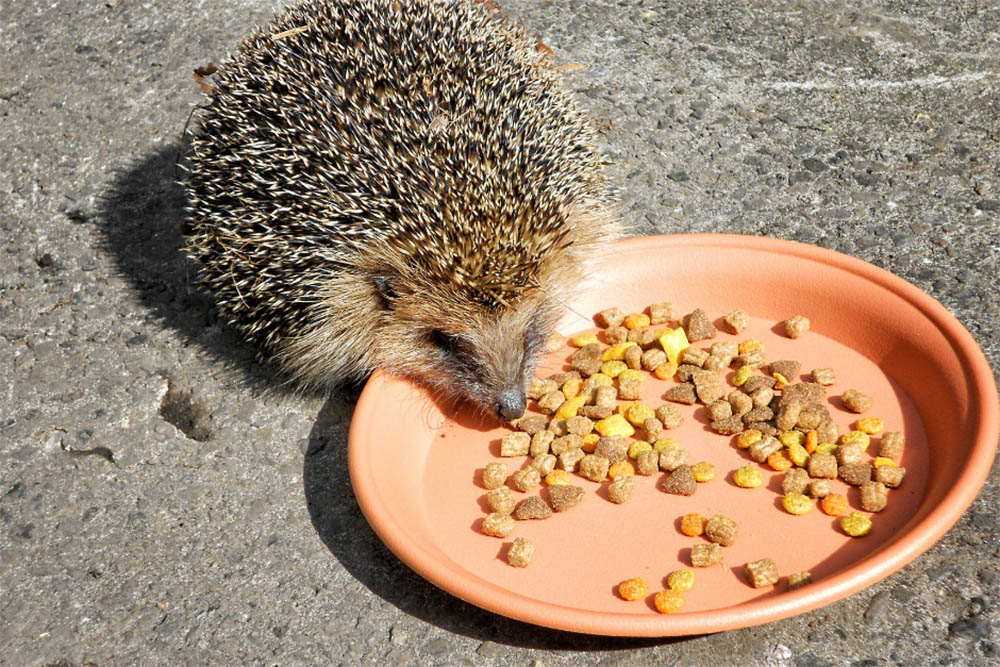 Can Hedgehogs Eat Cat Food