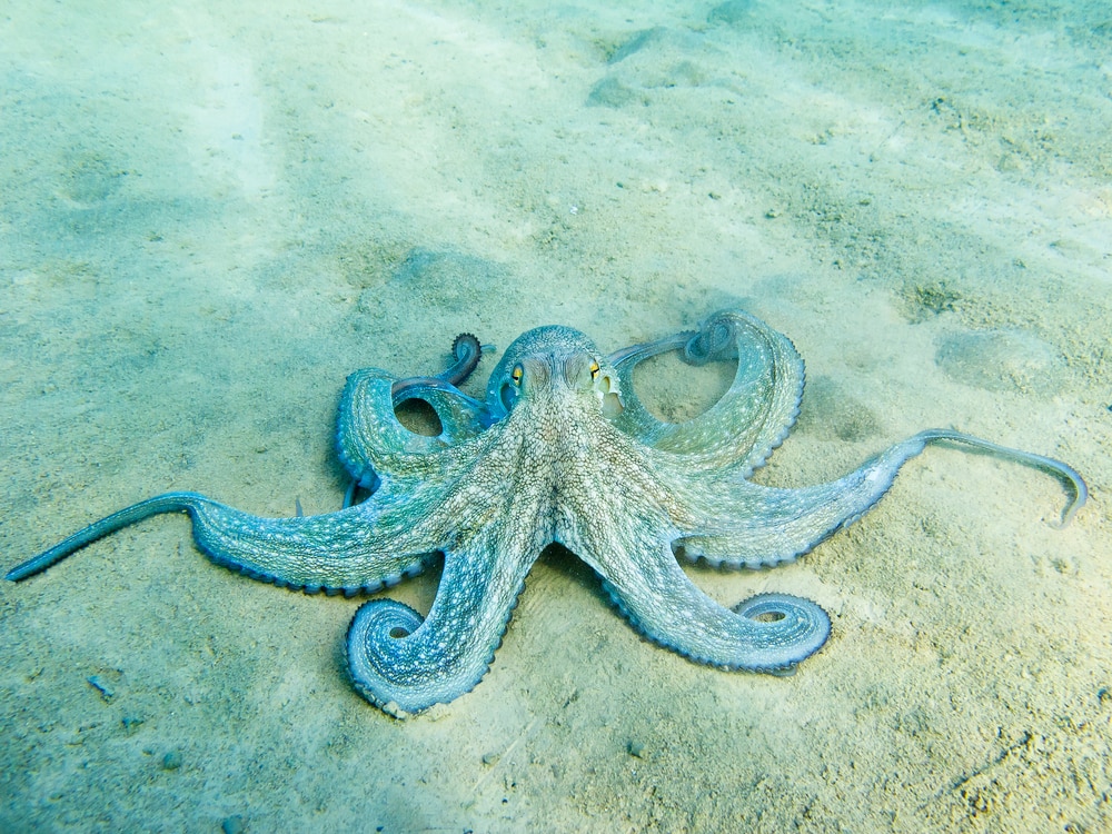 Can Octopuses Survive Out Of Water