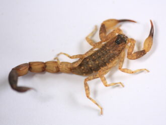 Can Scorpions Climb Walls