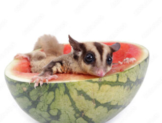 Can Sugar Gliders Eat Watermelon