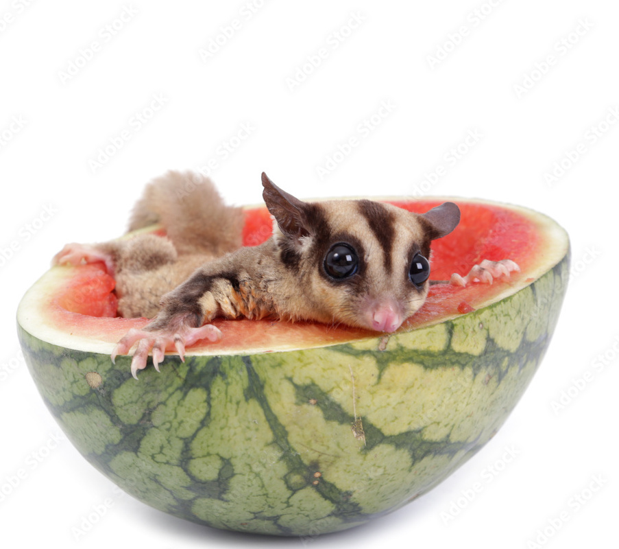 Can Sugar Gliders Eat Watermelon