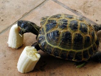 Can Sulcata Tortoises Eat Bananas