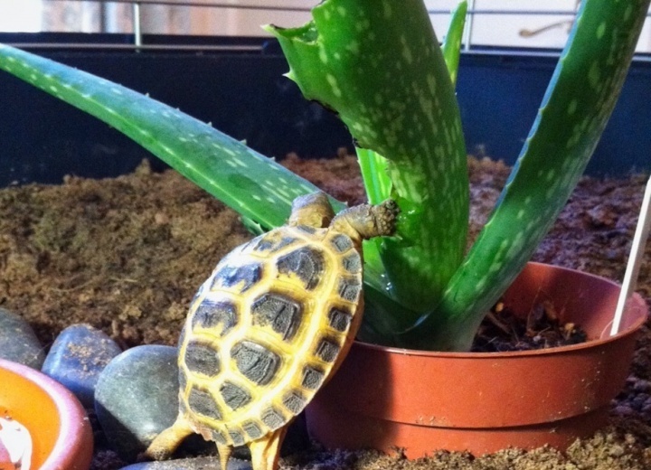 Can Tortoises Eat Aloe Vera