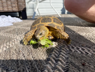 Can Tortoises Eat Arugula