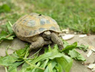 Can Tortoises Eat Brussel Sprouts