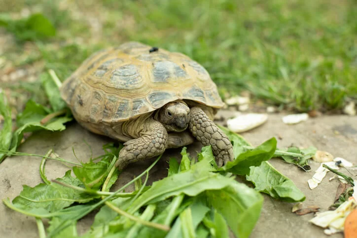 Can Tortoises Eat Brussel Sprouts