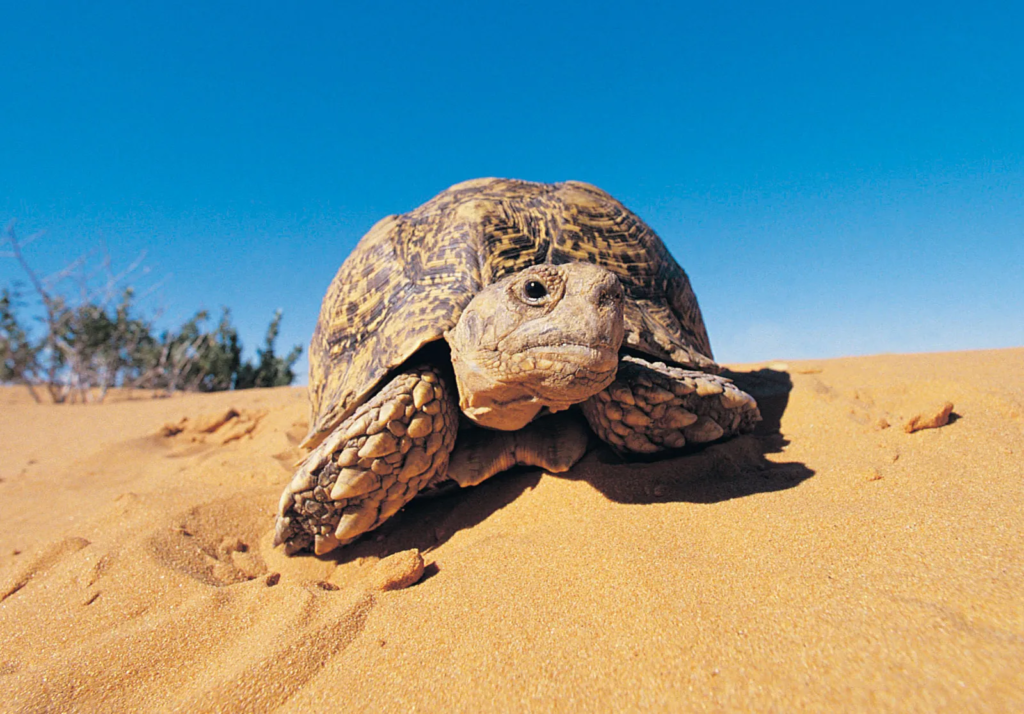 Can Tortoises Eat Cantaloupe