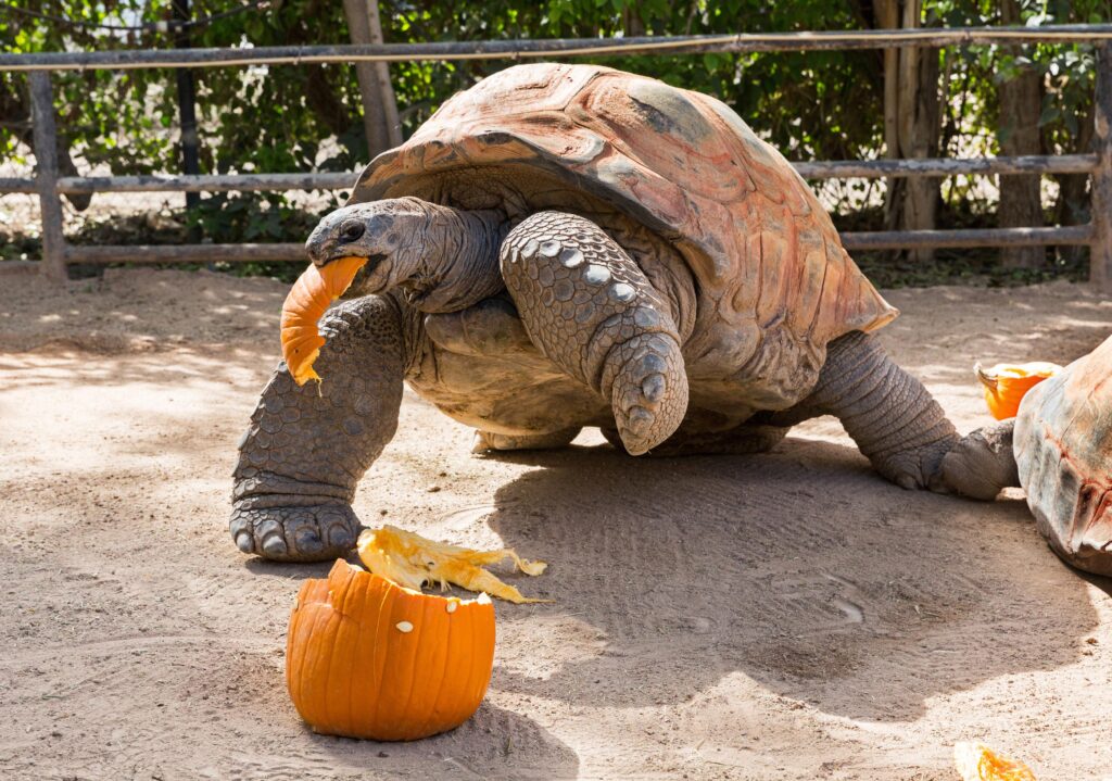 Can Tortoises Eat Pumpkin