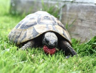 Can Tortoises Eat Raspberries
