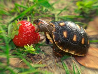 Can Tortoises Eat Strawberries