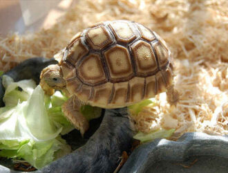 Can Tortoises Eat Cabbage