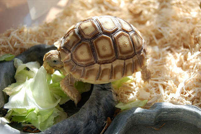 Can Tortoises Eat Cabbage