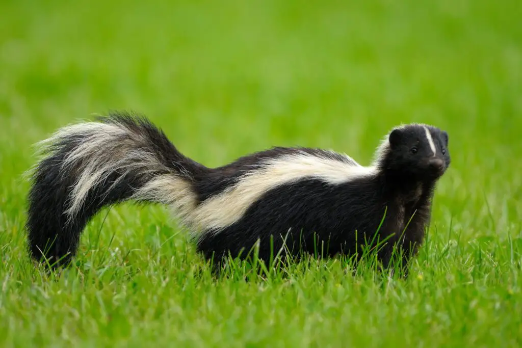 Can You Have Pet Skunks