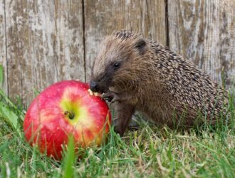 Can Hedgehogs Eat Apples
