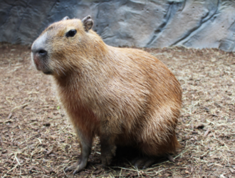 Capybaras