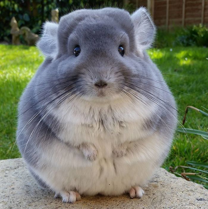 Chinchillas