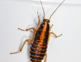 Cockroaches