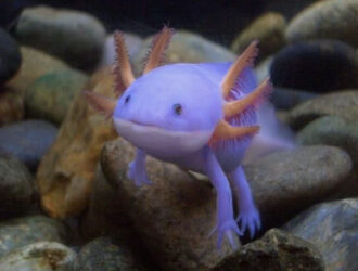 Different Colors Of Axolotls